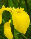 Iris amarillo (4).webp