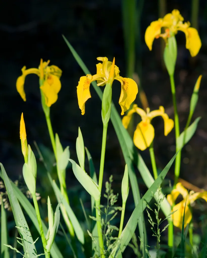 Iris amarillo (2).webp