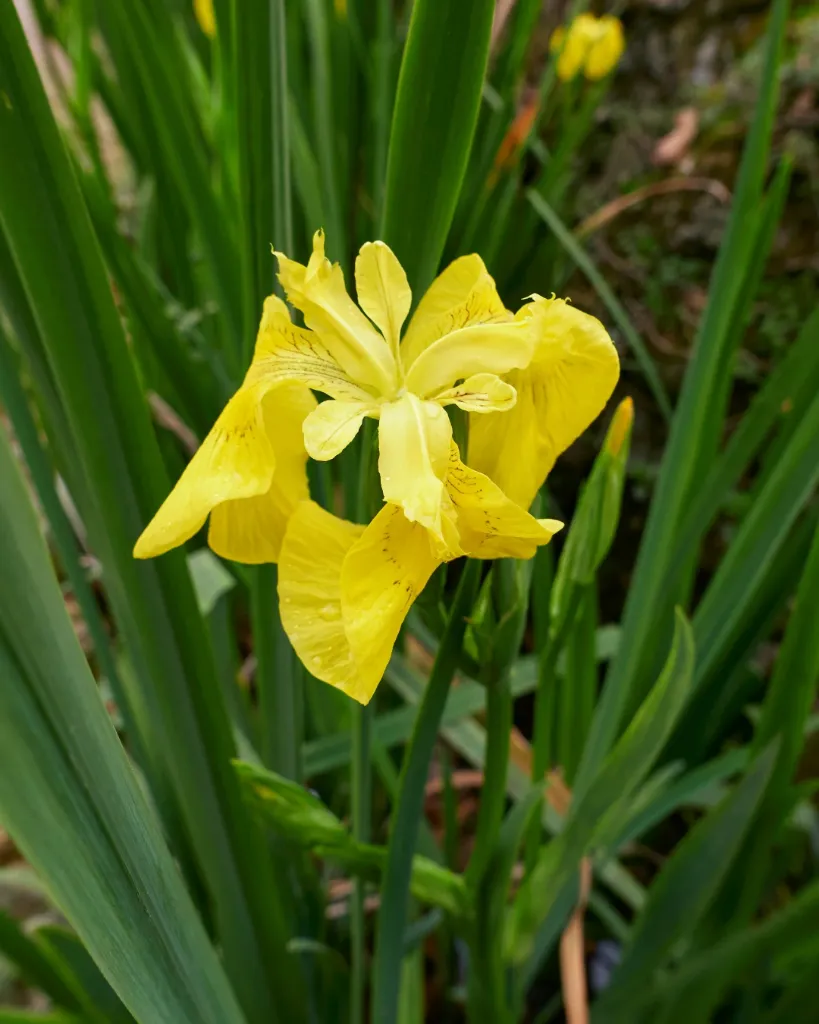 Iris amarillo (5).webp