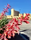 Hesperaloe Parviflora (2).webp