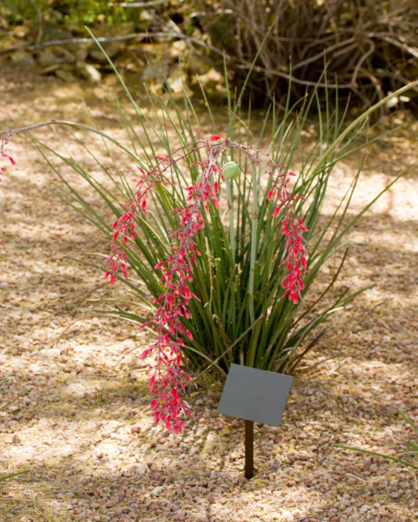 Hesperaloe Parviflora (3).webp