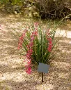 Hesperaloe Parviflora (3).webp