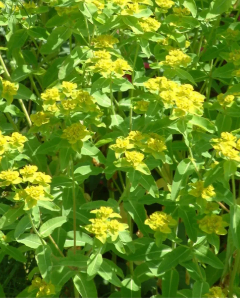 Euphorbia corallioides (2).webp