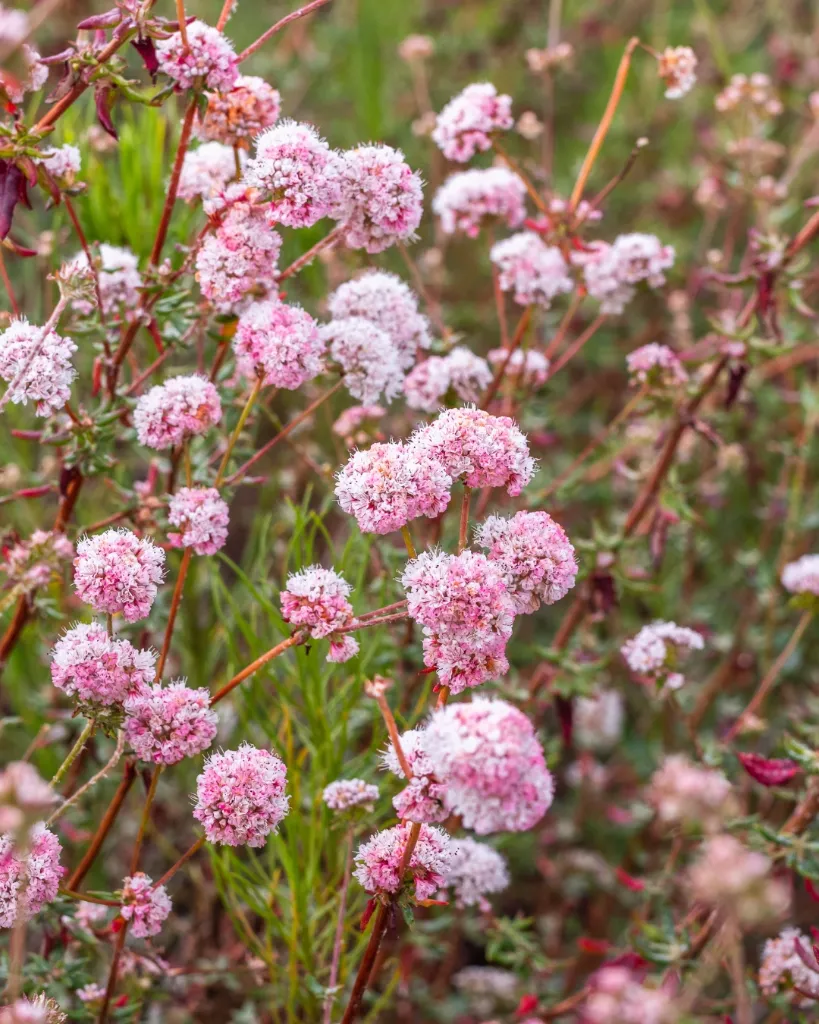 Eriogonum rubescens (2).webp