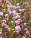 Eriogonum rubescens (2).webp