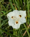 Diete Bicolor (3).webp