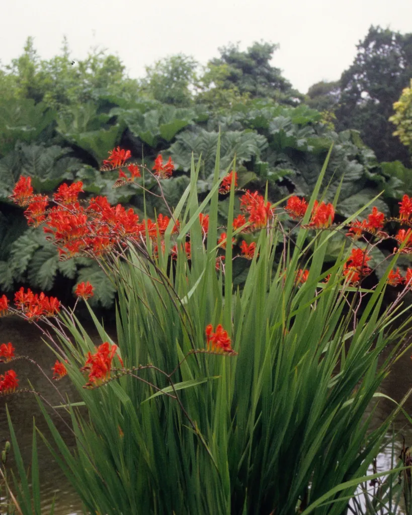 Crocosmia (2).webp