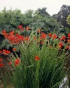 Crocosmia (2).webp