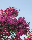 Crespon (4).webp