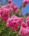 Crespon (2).webp