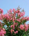 Crespon (3).webp