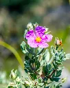 Cistus Albidus (2).webp