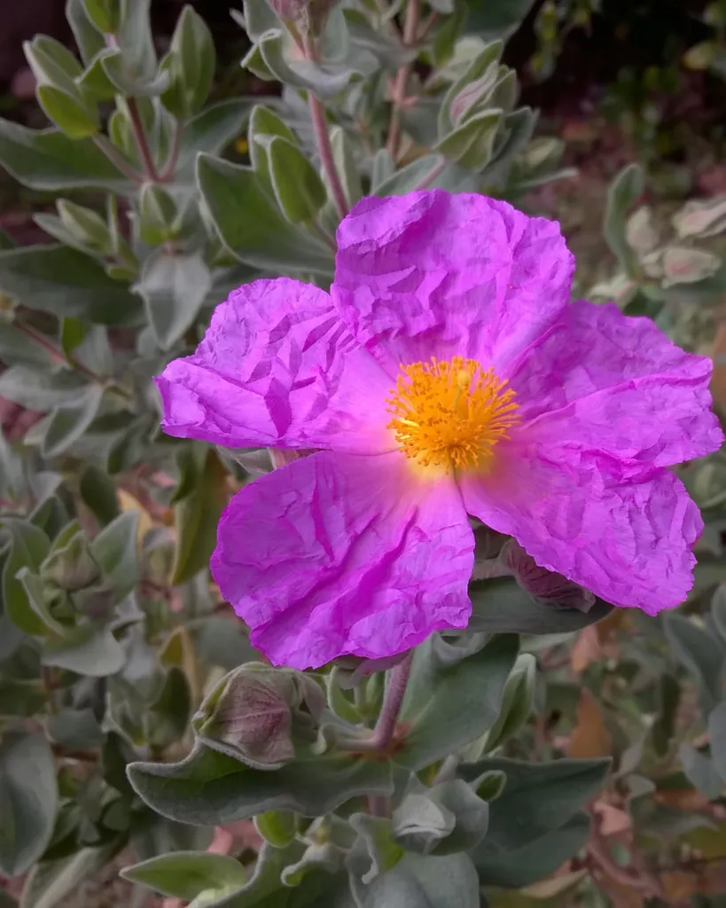Cistus Albidus (4).webp