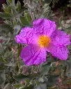 Cistus Albidus (4).webp