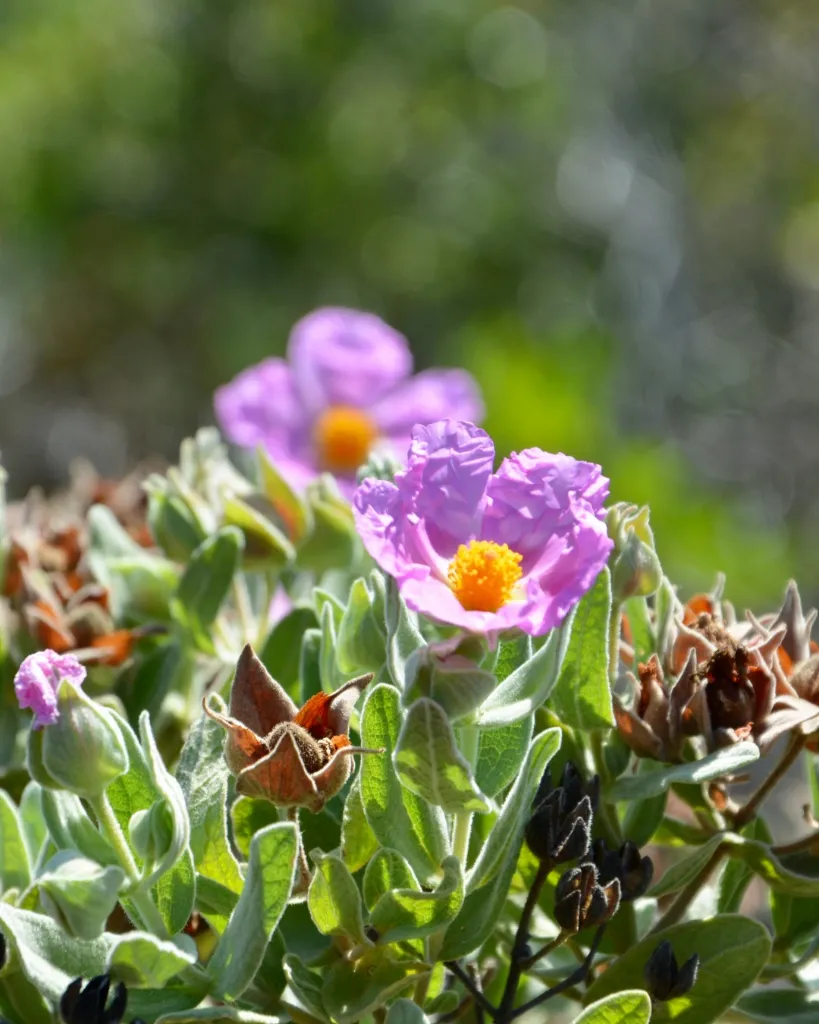 Cistus Albidus (3).webp