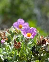 Cistus Albidus (3).webp