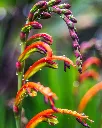 Chasmanthe (2).webp