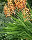 Chasmanthe (3).webp