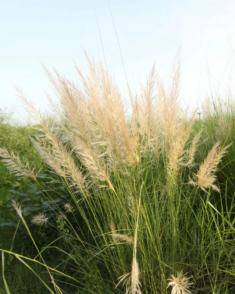 Calamagrostis (2).webp