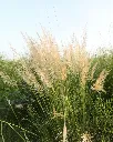 Calamagrostis (2).webp