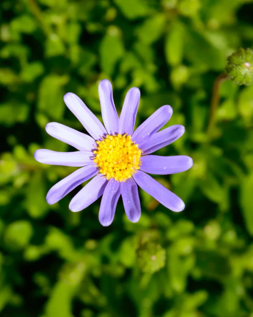Agatea Africana (2).webp