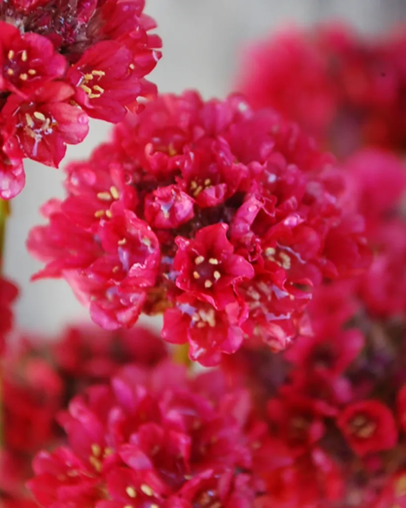 Armeria Pseudarmeria.webp
