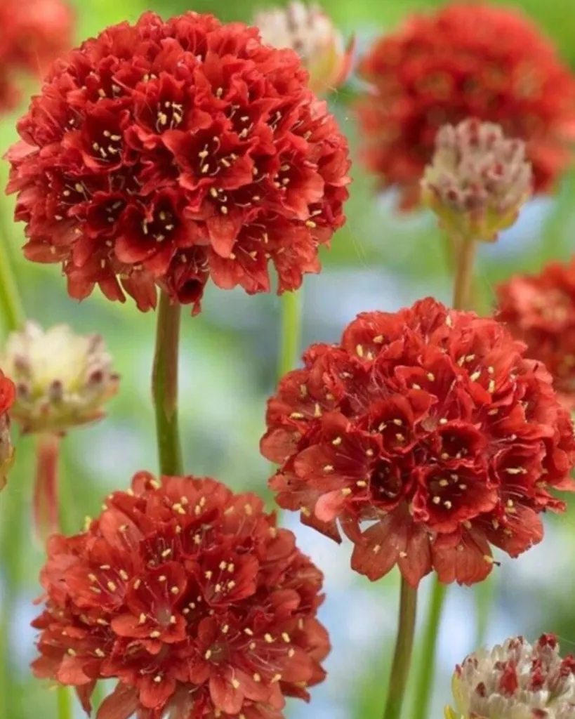 Armeria Pseudarmeria (3).webp
