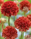 Armeria Pseudarmeria (3).webp