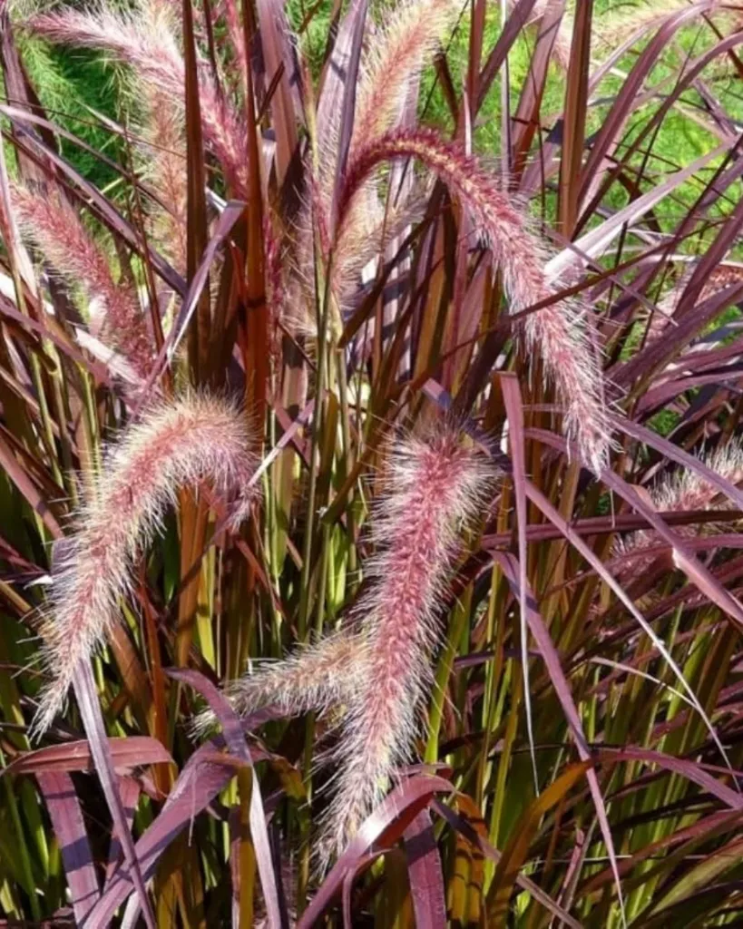 Penissetum Atropurpurea.webp