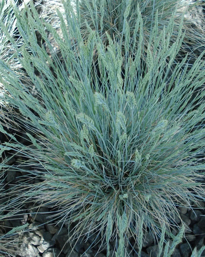 Poa Poa Iridifolia .webp
