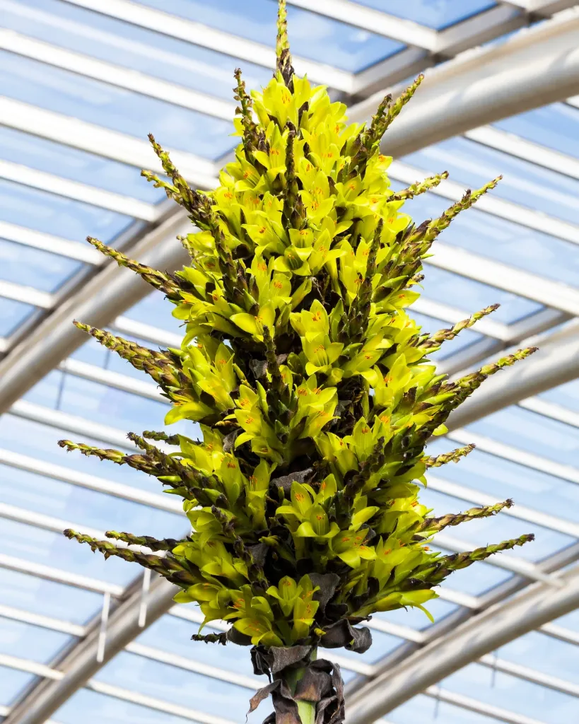 Puya chilensis.webp