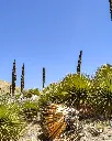 Puya chilensis (3).webp