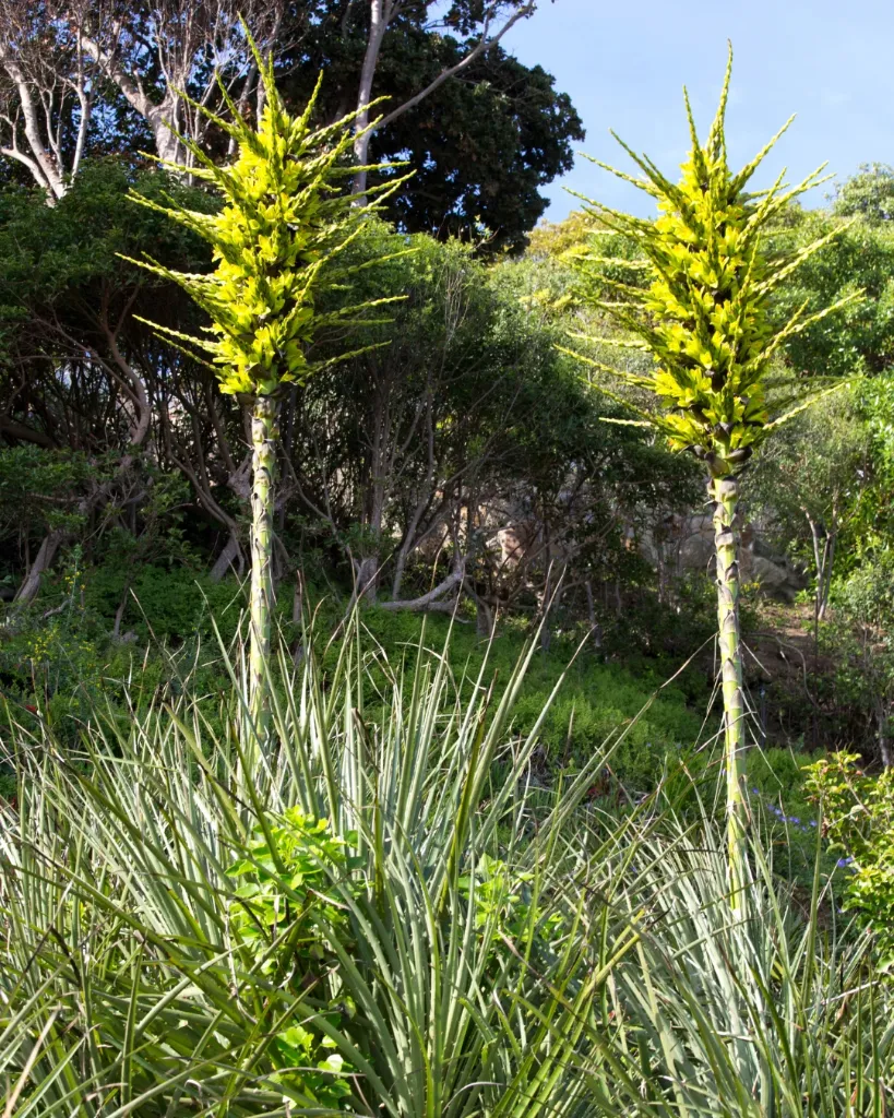 Puya chilensis (4).webp