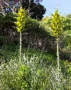 Puya chilensis (4).webp