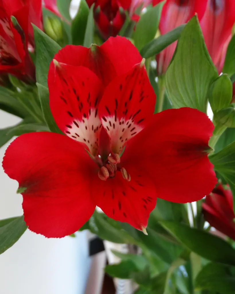 Alstroemeria Roja.webp