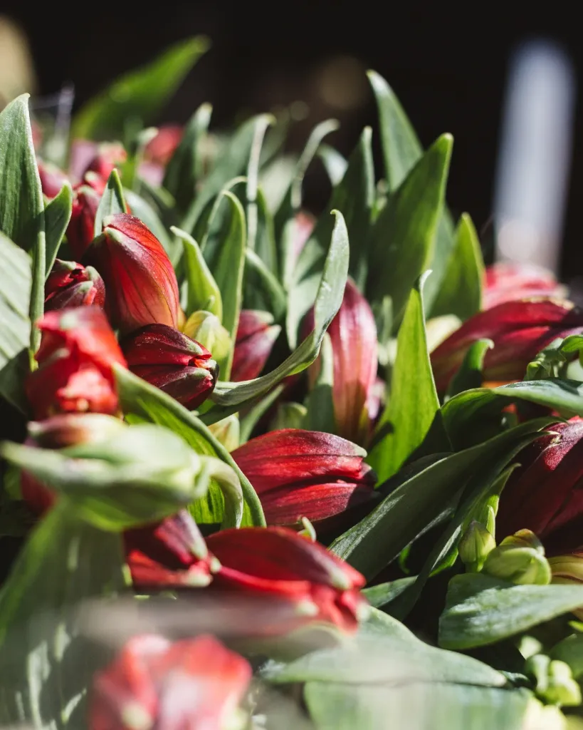 Alstroemeria Roja (3).webp