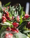Alstroemeria Roja (3).webp