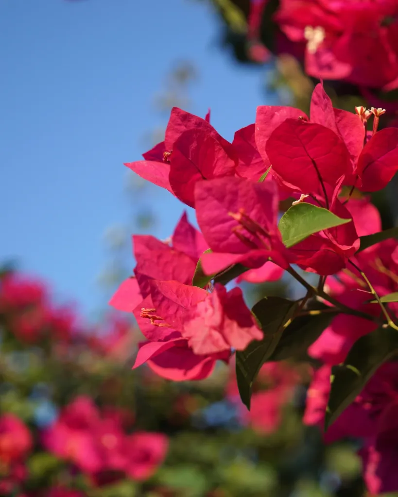 Bougainvillea Burdeo (3).webp