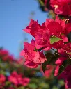 Bougainvillea Burdeo (3).webp
