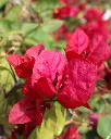 Bougainvillea Burdeo.webp