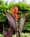 Achira rubra.webp
