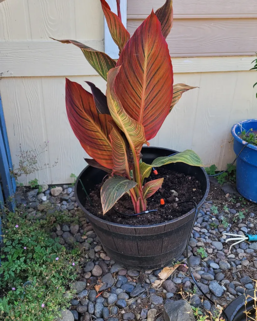 Achira rubra (3).webp