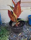 Achira rubra (3).webp