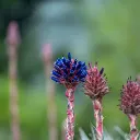 puya_venusta_jardin_seco.jpg (2).webp