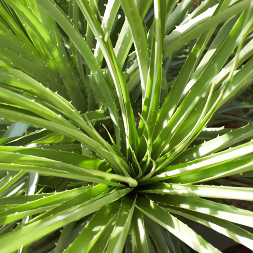 puya_venusta_jardin_seco.jpg (3).webp