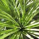 puya_venusta_jardin_seco.jpg (3).webp