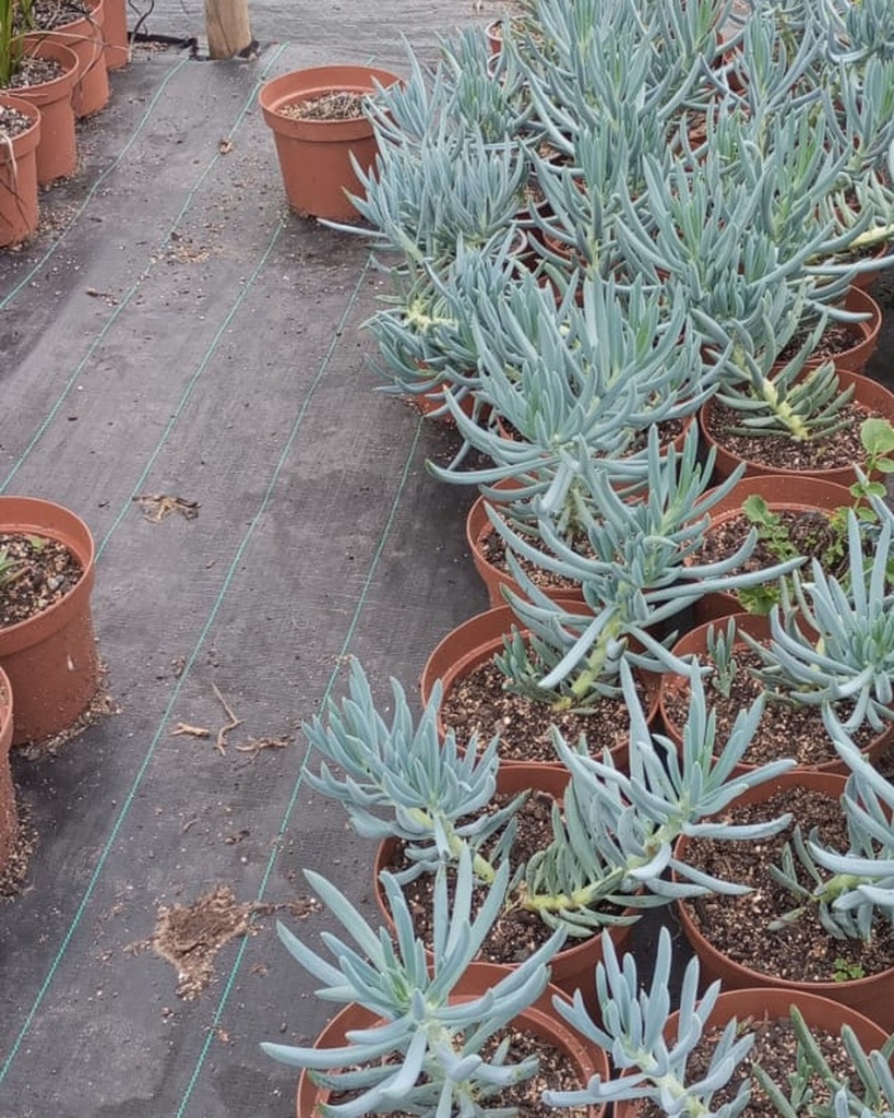 Senecio serpens en el vivero
