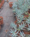 Senecio serpens en el vivero
