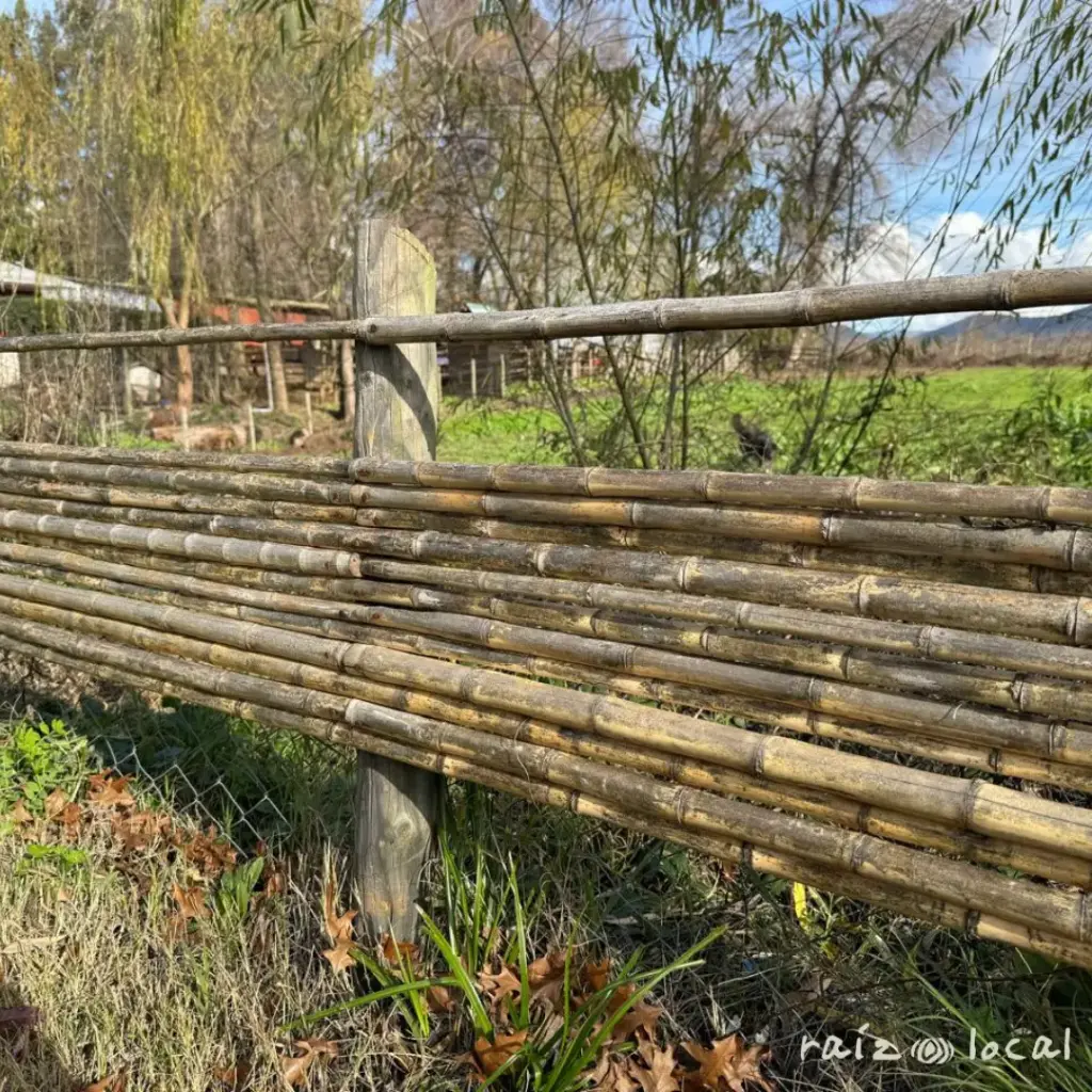 Varas y eucaliptus.webp