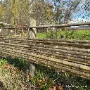 Varas y eucaliptus.webp